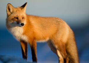 medizinfuchs: Social Media